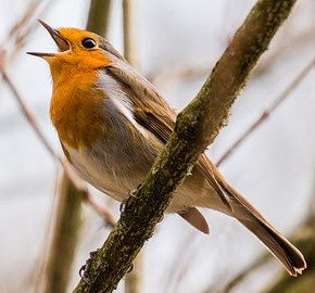 Photo of chirping bird